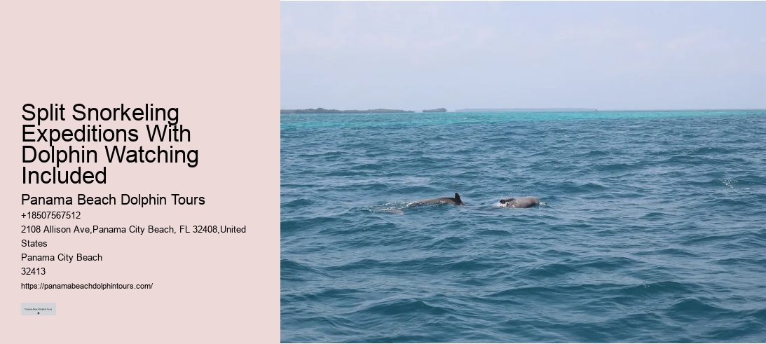 Split Snorkeling Expeditions With Dolphin Watching Included