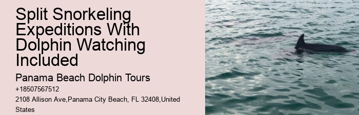 What Does It Mean When Dolphins Come Close To Shore