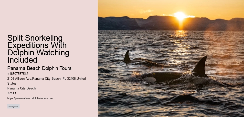 9 Great Dolphin Tours In Panama City Beach