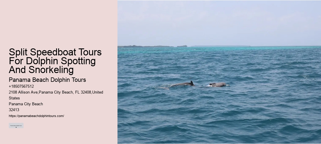 Split Speedboat Tours For Dolphin Spotting And Snorkeling