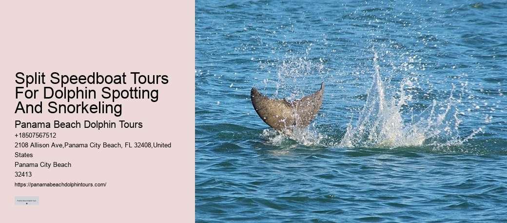2-hour Private Miami Snorkeling And Dolphin Watching Tour