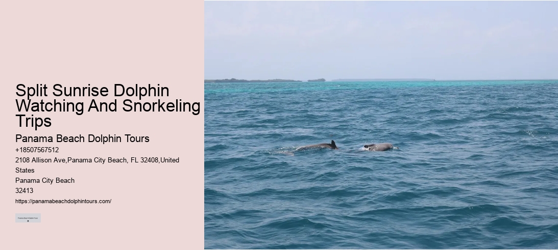 Split Sunrise Dolphin Watching And Snorkeling Trips