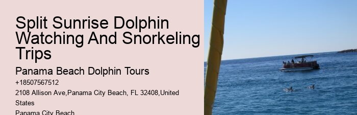 Best Dolphin Tours Panama City Beach