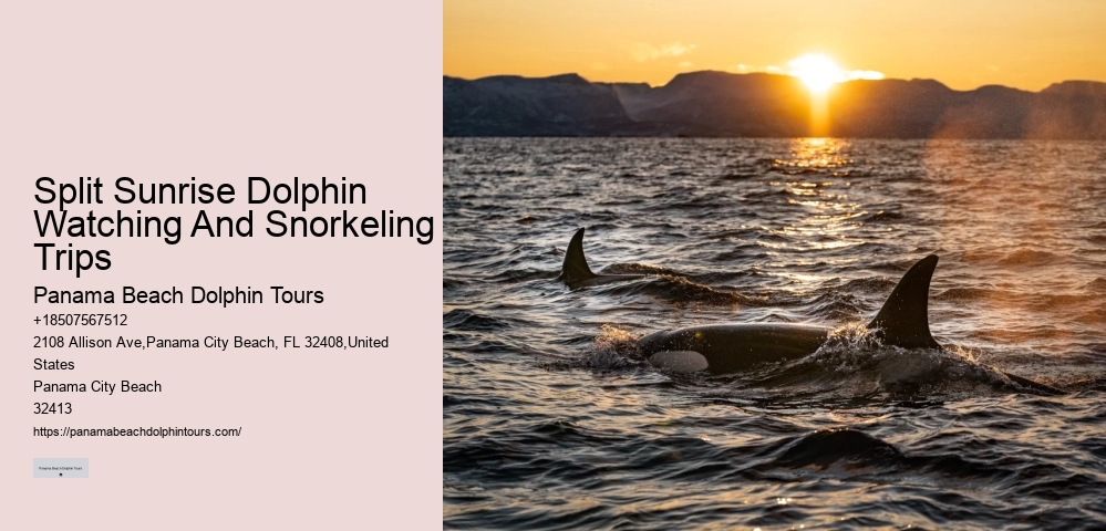 Split Romantic Dolphin Watching And Snorkeling Tours