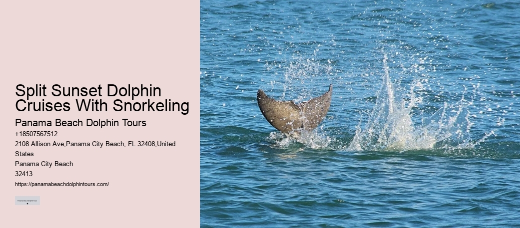 Dolphin Exploration Tours PCB