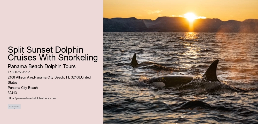 VIP Dolphin Encounter with Snorkeling