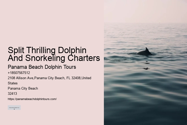 Dolphin boat tours at Panama City Beach