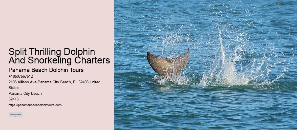 Charter Dolphin And Snorkeling Tours 2 Hours