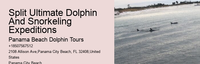 Dolphin Tours Treasure Island