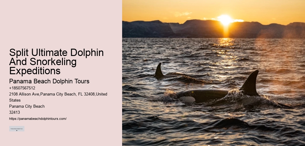 Premium Dolphin Expedition with Snorkeling
