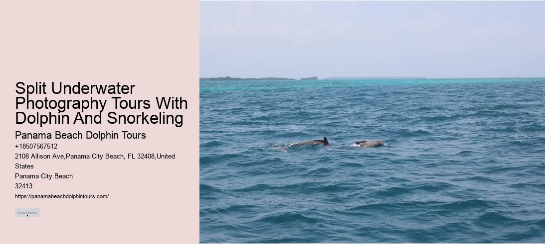 Split Underwater Photography Tours With Dolphin And Snorkeling