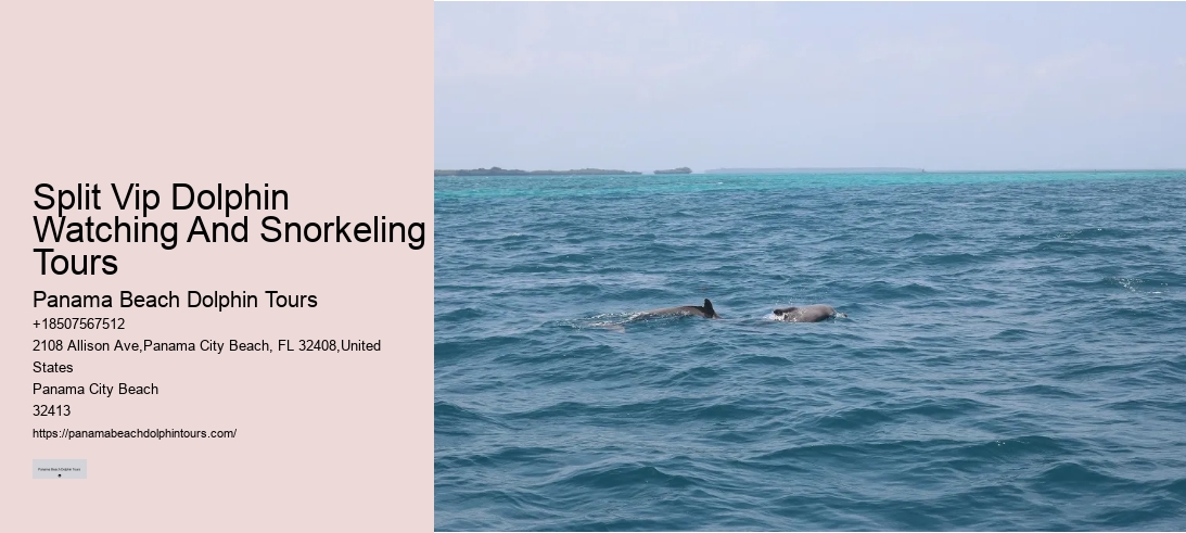 Split Vip Dolphin Watching And Snorkeling Tours