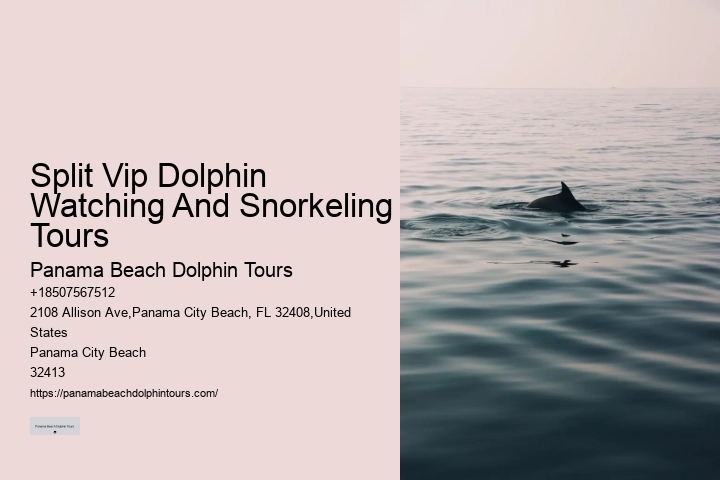 2Hrs Shared Charter Dolphin & Snorkeling Tour