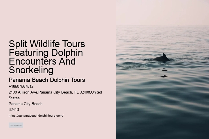 Is It Better To Swim With Dolphins In The Morning Or Afternoon