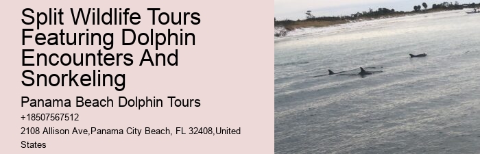 Dolphin Tours And Shell Island Panama City Beach