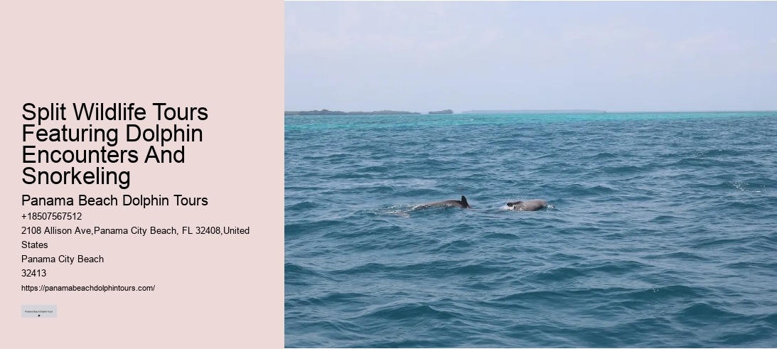 Split Wildlife Tours Featuring Dolphin Encounters And Snorkeling
