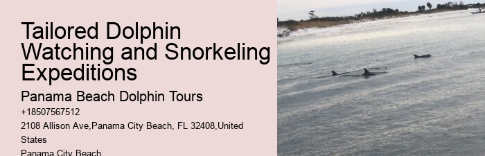 Dolphin Tours Tampa Bay