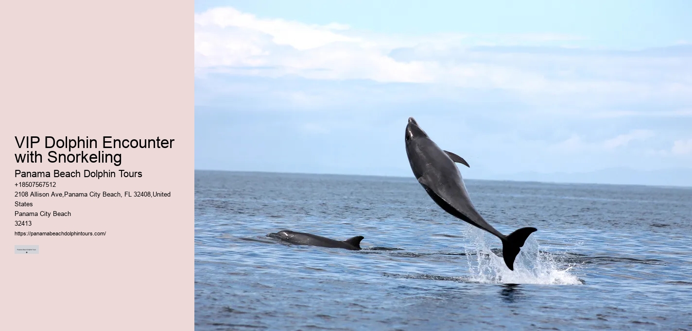 Get Started With Your Dolphin