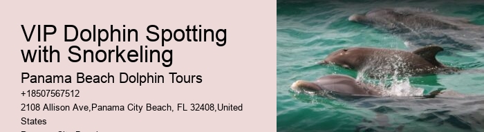 Guided Dolphin Spotting and Snorkeling Tours