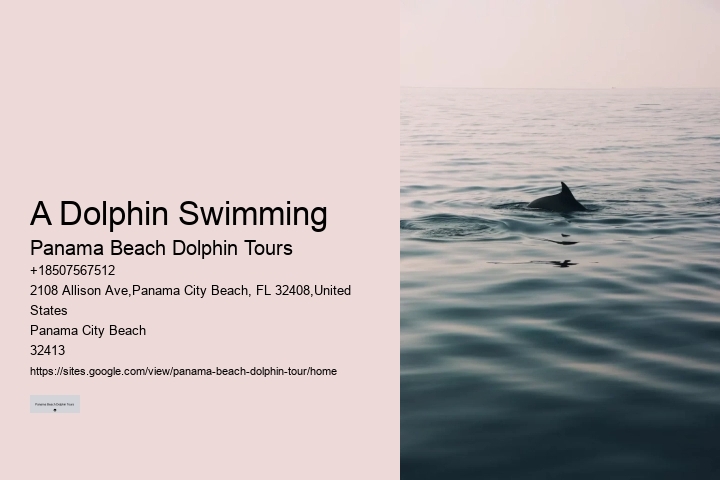 Bespoke Dolphin Spotting and Snorkeling Tours