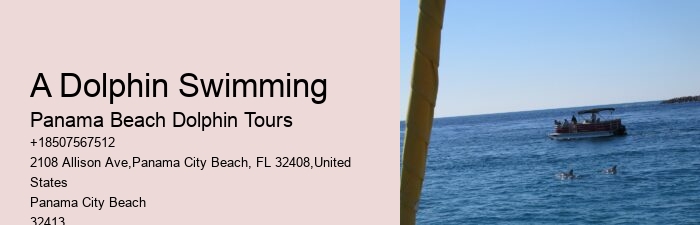 How Do You Spot Dolphins On A Cruise