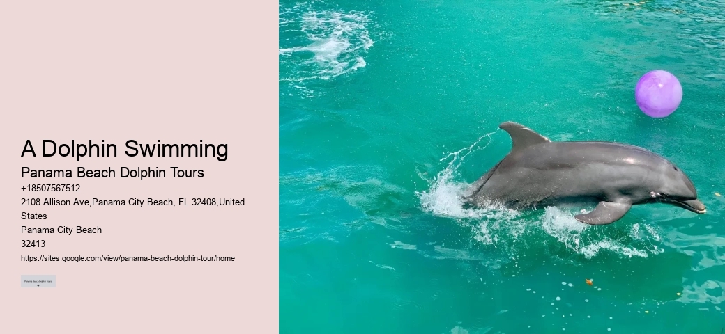 Split Luxury Snorkeling And Dolphin Experiences