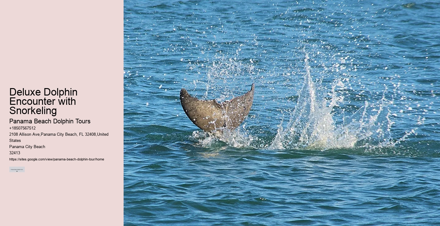 Panama City Beach Florida Dolphin Swim
