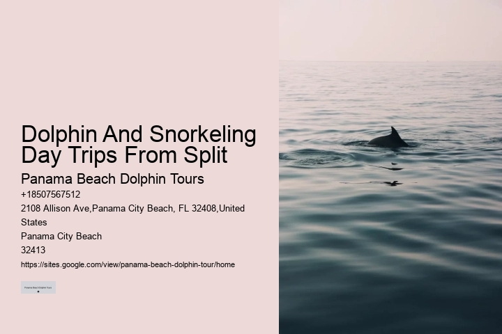 Do You Have To Wear A Wetsuit To Swim With Dolphins