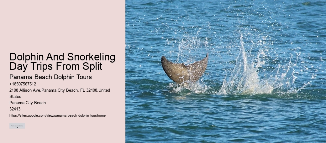 Dolphin Fact Sheet