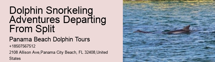 Top 6 Dolphin & Snorkeling Tours In Panama City Beach