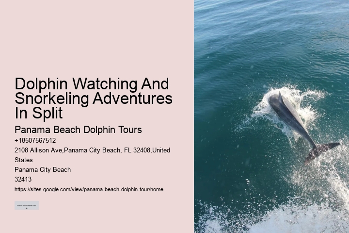 Custom Dolphin Encounter and Snorkeling Adventures