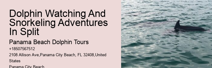 Intimate Dolphin Discovery with Snorkeling