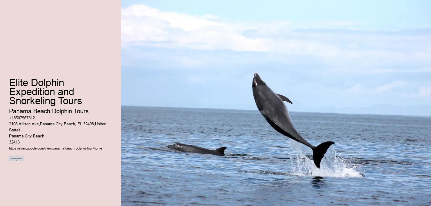 Dolphin Expeditions in Panama City Beach
