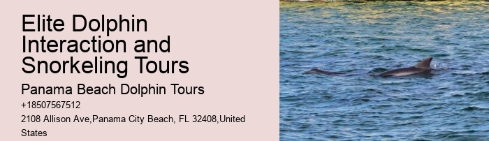 Split Charter Dolphin And Snorkeling Tours 2 Hours