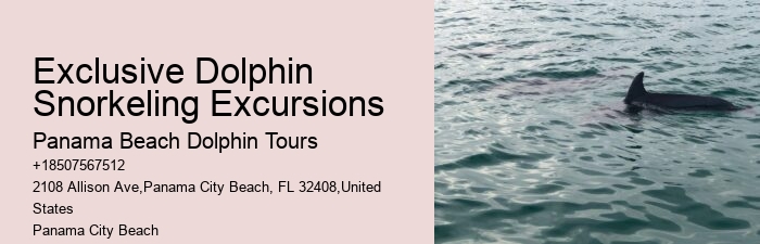Split Charter Dolphin And Snorkeling Tours