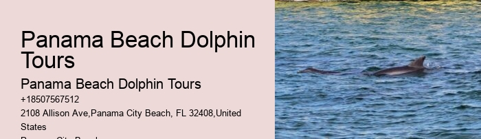 Split Small-group Guided Dolphin And Snorkeling Tours