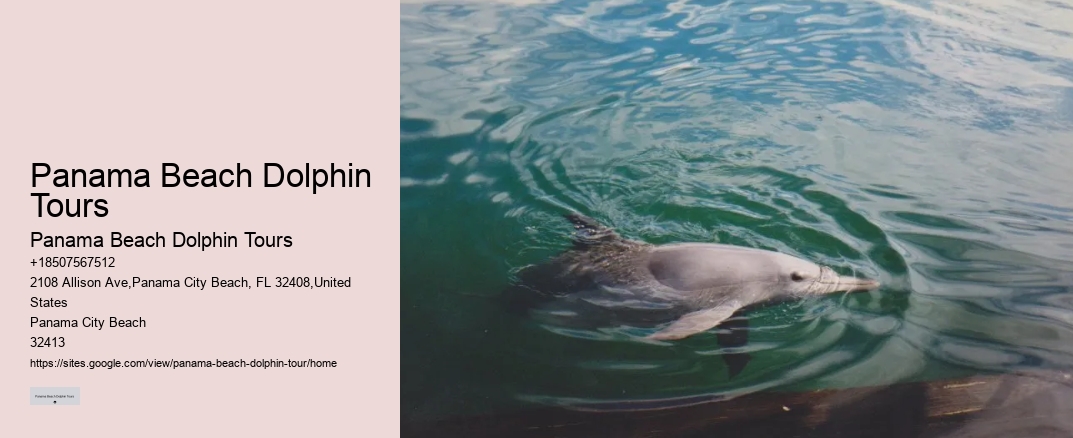 Panama Beach Dolphin Tours