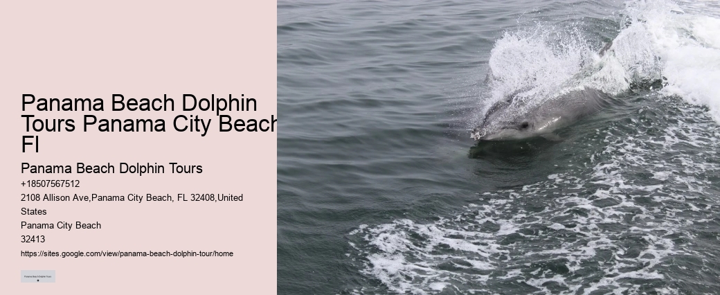Panama City Beach dolphin experience