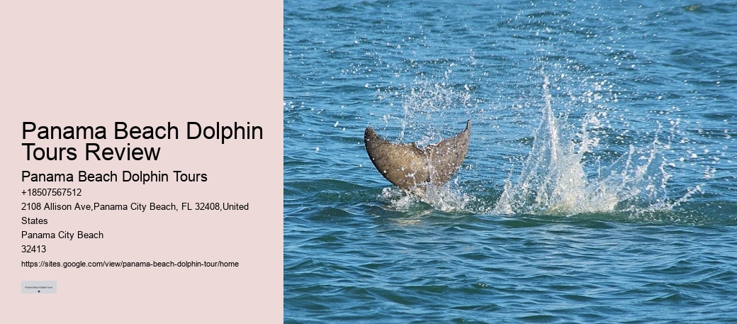 What should I bring with me on a dolphin tour in Panama City Beach