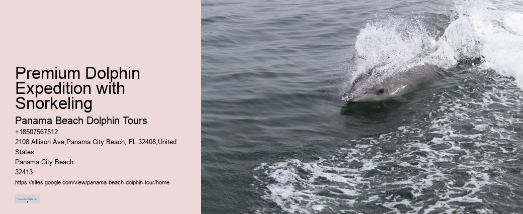 Dolphin Encounter And Snorkeling Expeditions In Split