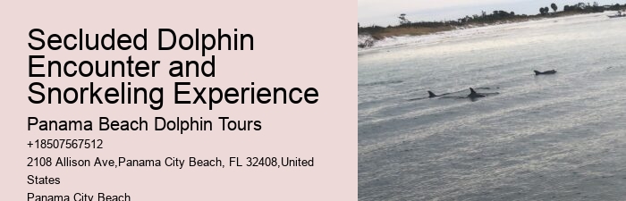 Custom Dolphin Spotting and Snorkeling