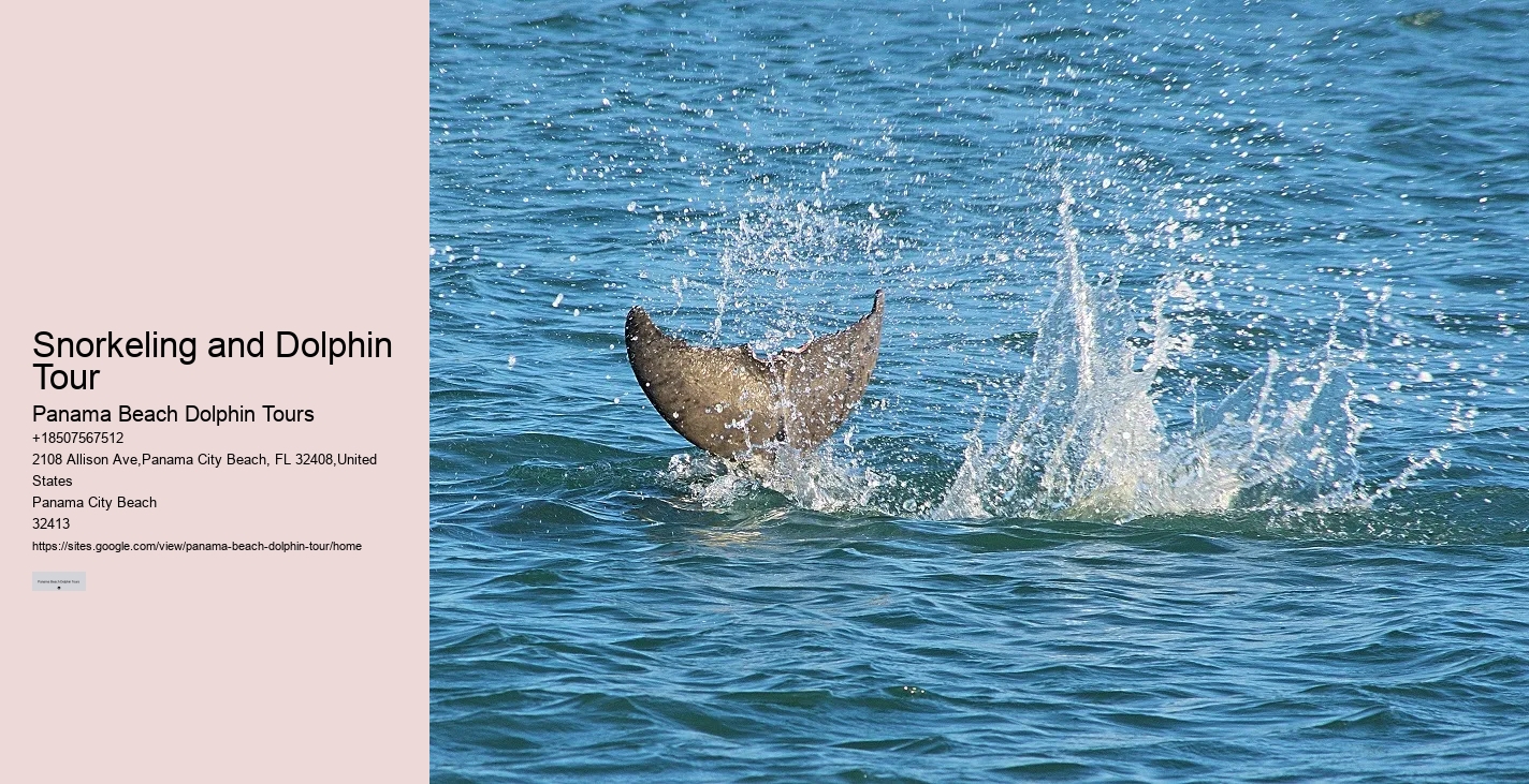 Split Ultimate Dolphin And Snorkeling Expeditions