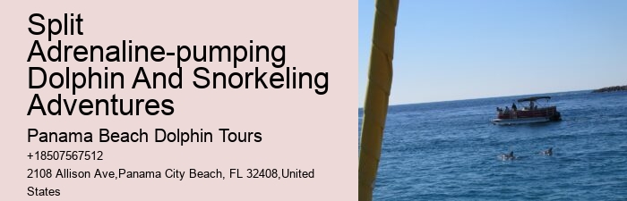 Dolphin Tour