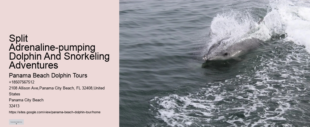 Snorkeling And Dolphin Cruise From Split