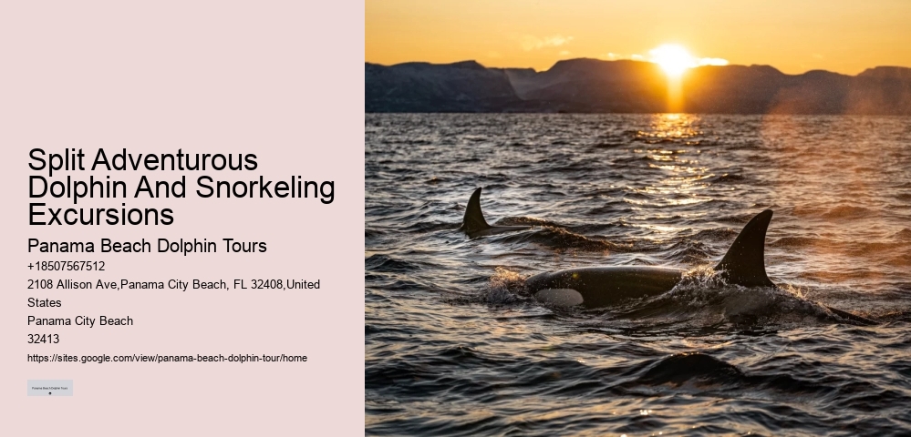 Split Educational Dolphin And Snorkeling Cruises