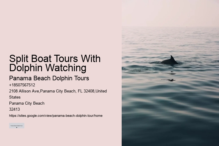 Charter Dolphin And Snorkeling Tours