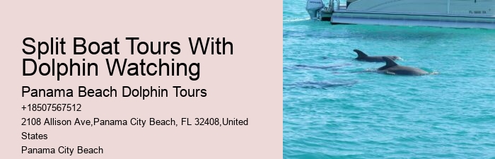 Tailored Dolphin Watching with Snorkeling