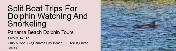 How Do You Attract Dolphins