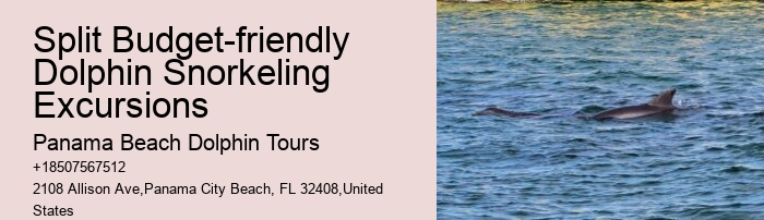 Dolphin Tours Panama City Beach Florida