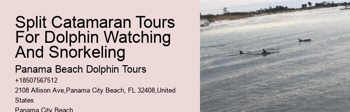 Cheap Dolphin Tours In Panama City Beach